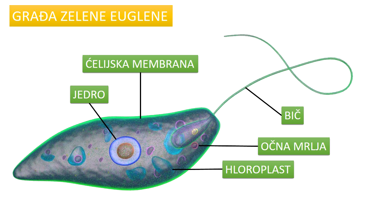 zelena_euglena_1
